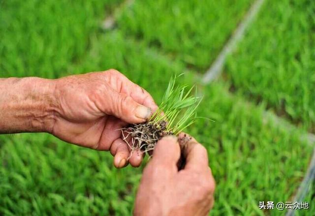 How to plant and select early rice varieties in 2020? What are the technical points of planting?