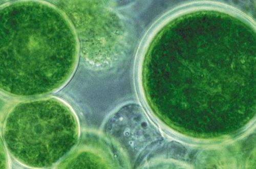 On algae of plant origin